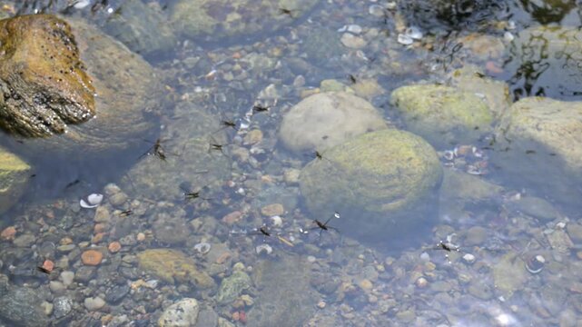  Gerris paludum, water striders, water skeeters, water bugs, pond skaters, water skippers, Jesus bugs, Gerridae,  insects,  order Hemiptera, acquatic insect, Ticino river