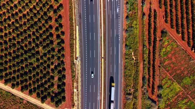 A highway passing through orange groves. Top view of highway markings between orange tree plantations and red soil in Spain under bright daylight.