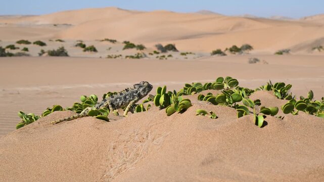 Chamaleo, landscape, Namaqua chameleon in the desert, Chamaleo namaquensis, desert, terrestrial, Swakopmund, Walvis Bay, Namib Naukluft National Park, eastern Namibia, Namibia, reptile, sand, camuflag