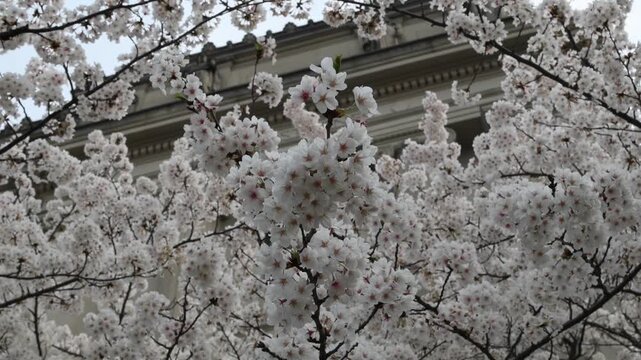 cherry blossom flowers blooming on trees in front of brooklyn museum entrance in new york city (beautiful white flower bloom in sunshine at famous art institution landmark) sign of spring springtime