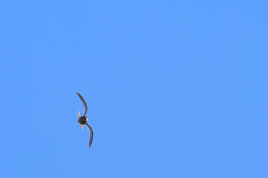 common snipe