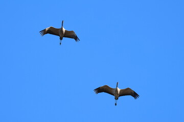 Fototapeta premium crane