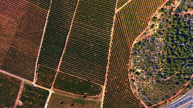 A intersecting orange grove sectors and highway. Geometric top down shot of citrus orchards with different row orientations, red soil and a highway corner.