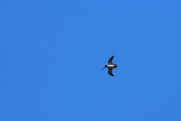Fototapeta premium common snipe