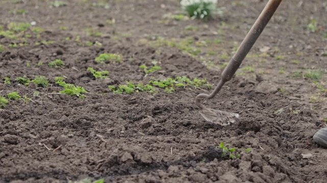 A metal hoe is loosening rich soil in a vegetable garden, showcasing essential agricultural preparation and sustainable cultivation practices for healthy plant growth in a backyard
