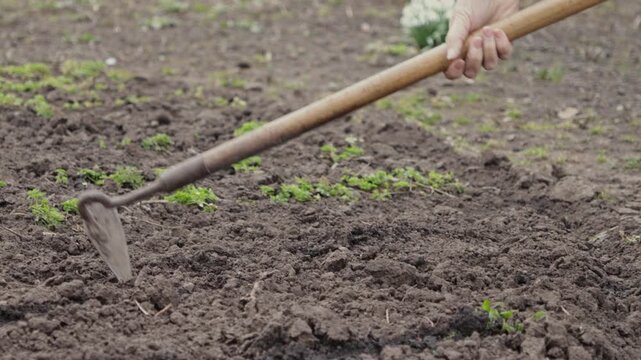 A dedicated gardener uses a traditional hand hoe to cultivate rich garden soil for seasonal vegetable planting, showcasing sustainable organic farming practices in the home backyard