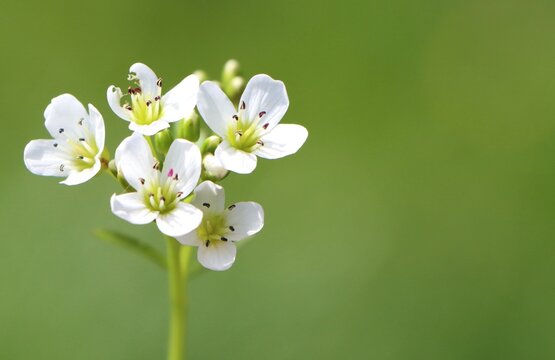 Cardamine amara (large bittercress) wildflower