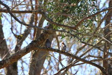 Obraz premium bohemian waxwing