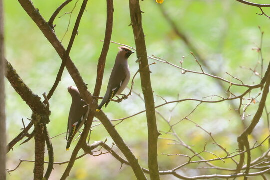 bohemian waxwing