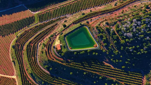 Aerial view of geometric irrigation reservoir among terraced orange groves. Artificial turquoise water pond surrounded by citrus plantations on terraced hills in Spain at sunny day.