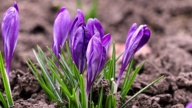 Purple crocus flowers bloom from the ground to represent the arrival of spring, seasonal transition, growth, and natural beauty in a garden setting, symbolizing new beginnings today