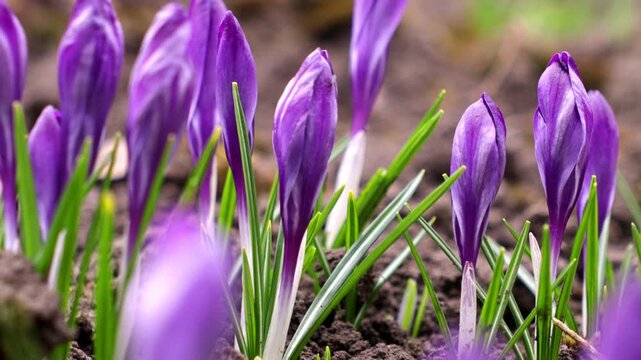Vibrant purple crocus flowers emerging from soil, marking the beginning of early spring season with fresh growth and natural beauty in a garden setting, symbolizing new beginnings