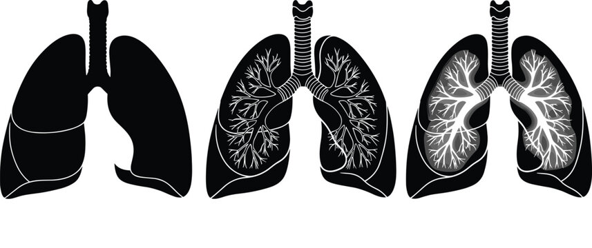 Human lungs anatomy vector illustration set with bronchial tree details for medical, healthcare, and respiratory education
