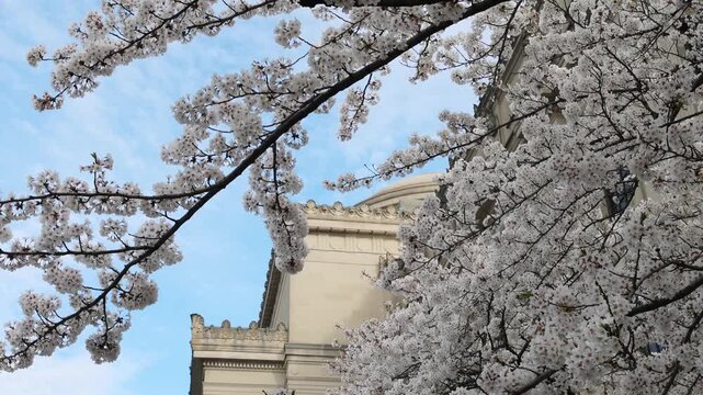cherry blossom flowers blooming on trees in front of brooklyn museum entrance in new york city (beautiful white flower bloom in sunshine at famous art institution landmark) sign of spring springtime