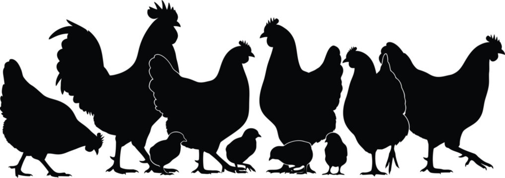 Black silhouettes of roosters and hens with chicks