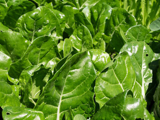 Fototapeta premium Chard Leaves In The Organic Garden background with copy space