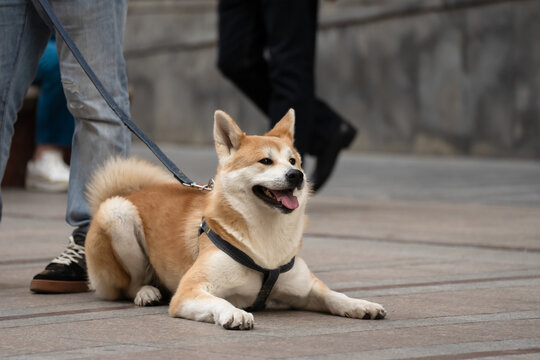 Person walking a dog on leash in urban park, daily pet care routine, outdoor exercise, companionship, and relaxed lifestyle in green city environment.