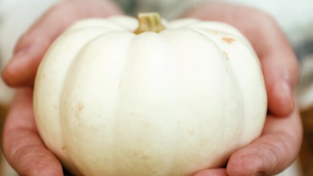 Closeup 4K video of hands holding a small white pumpkin or gourd during the autumn harvest season, showcasing organic fall agriculture and festive decoration. High quality footage