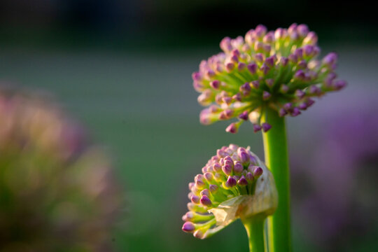 Ornamental Allium Flower Bud Cluster on Stem Against Dark Garden Background 