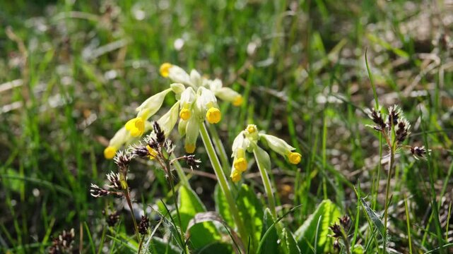 Close-up of delicate yellow cowslip flowers swaying gently in a sunlit spring meadow, surrounded by vibrant green grass and blurred natural background. Spring renewal and biodiversity conservation.
