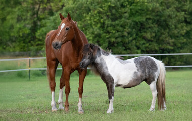 Fototapeta premium Elderly Mare & Pony Friend