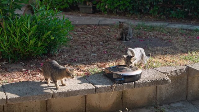 Two adorable striped cats investigating modern robot vacuum cleaner placed on stone wall in summer garden, animal curiosity concept, smart pet technology scene.