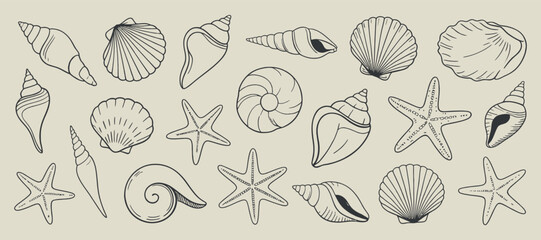 Seashells and starfish sketch illustration monochrome line drawing on beige background © MOHAMMAD