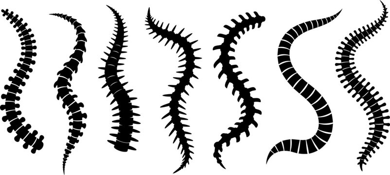 Collection of stylized spinal bones and vertebral column silhouettes vector illustration set