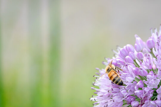 Honey Bee Collecting Nectar on Purple Allium Bloom with Green Bokeh Background