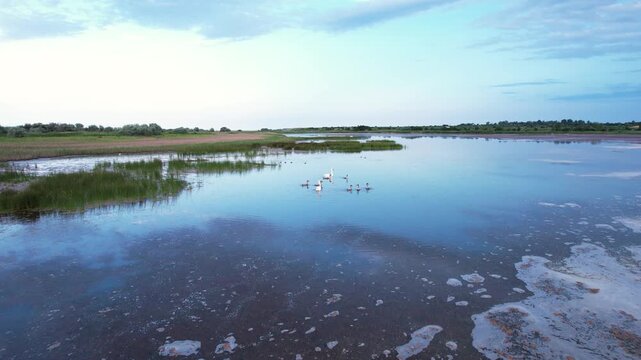 Aerial view of swans swimming on the calm waters of a coastal lake with algae patterns and green reeds under a cloudy sky in Shabla, Dobrich Province, Bulgaria.