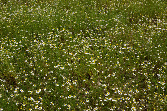 Matricaria chamomilla in bloom