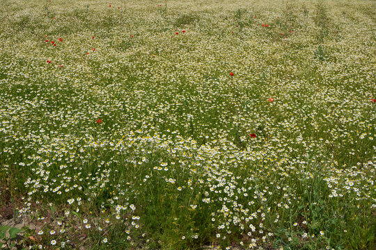 Matricaria chamomilla in bloom