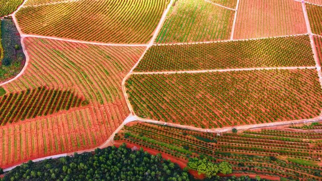 High angle view of diverse agricultural sectors and orange groves. Wide aerial shot showing different plots of citrus plantations separated by rural roads.