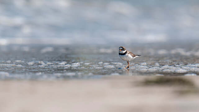 Killdeer (Charadrius vociferus) walking on the beach in the tidal zone