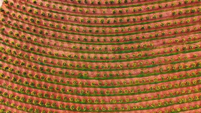 Straight horizontal rows of citrus trees on red soil. Symmetrical aerial view of orange tree rows and green grass strips in an orchard.