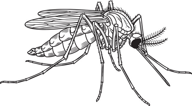 Detailed black and white of a mosquito in flight also transparent background, insect wings flying