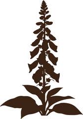 Detailed dark brown silhouette of foxglove plant with leaves and long flower stalk on transparent background art. © MD