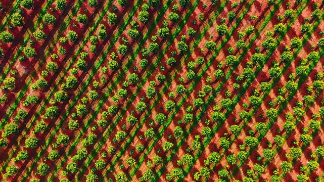 Aerial perspective of citrus grove rows on vibrant red earth. Rows of fruit trees with deep shadows on red agricultural soil in Spain.