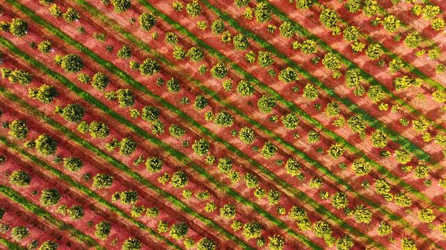 Orange orchard with sharp shadows. Technical aerial shot of green fruit tree rows forming a diagonal grid on bright red ground with sunlight.