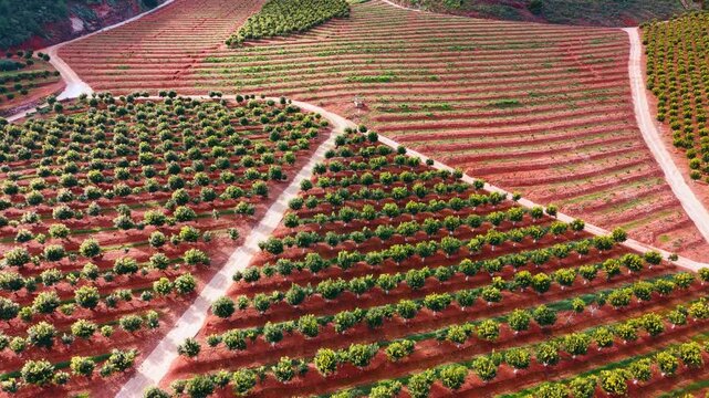 Terraced fruit tree plantations on red soil hills in Spain. High angle view of terraced agricultural fields with rows of citrus trees and white dirt roads on a slope.