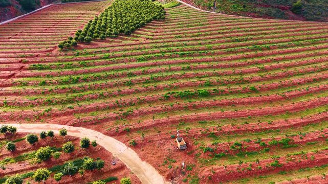 Terraced citrus orchard rows on a hill with red earth. Elevated view of a sloping plantation with young fruit trees and a dirt track in a Spanish agricultural region.