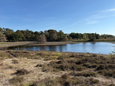 Tranquil Heathland Lake at Zandbergsvennen in Kampina Nature Reserve, Netherlands