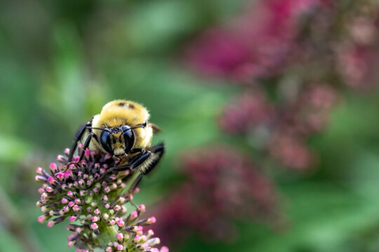 Bumblebee Face-On Close-Up Pollinating Pink Butterfly Bush Bloom