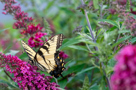 Tiger Swallowtail Butterfly Feeding on Butterfly Bush with Pink Blooms in Michigan Garden