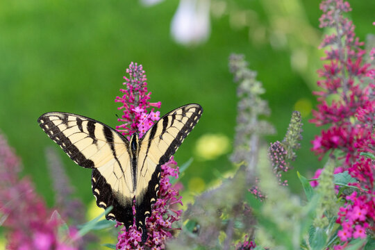 Eastern Tiger Swallowtail Butterfly on Pink Butterfly Bush in Michigan Summer Garden