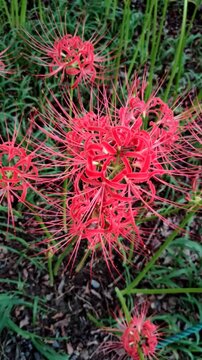 Kinchakuda Manjushage Park, located in Hidaka, Saitama Prefecture, Japan, is home to the Lycoris radiata flower, also known as the red spider lily, the flower of hell, or Higanbana in Japan.