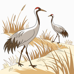 Fototapeta premium Two cranes standing in tall grass digital illustration with a natural color palette