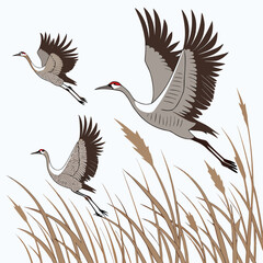 Fototapeta premium three gray cranes in flight with tall grasses vector illustration on a white background