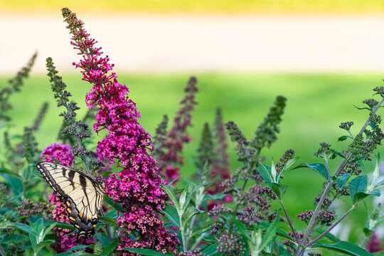 Tiger Swallowtail Butterfly on Butterfly Bush Spikes with Golden Sky Background