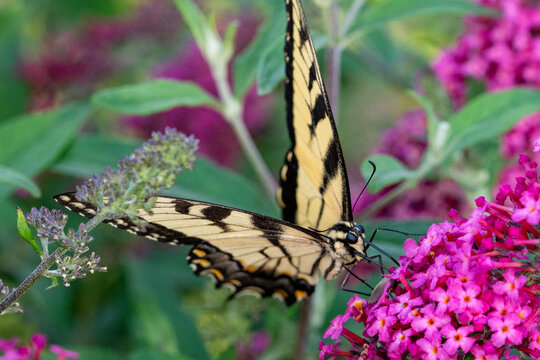 Tiger Swallowtail Butterfly on Pink Butterfly Bush with Allium in Michigan Garden